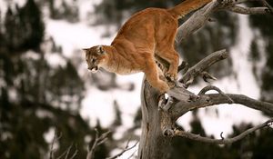 Preview wallpaper puma, branches, tree, blurred background, jump