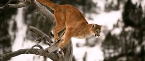 Preview wallpaper puma, branches, trees, jump