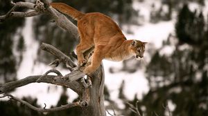 Preview wallpaper puma, branches, trees, jump