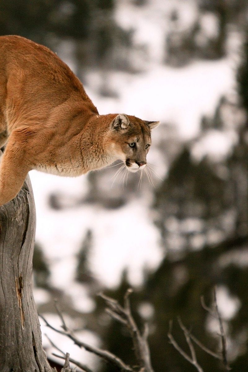 Download wallpaper 800x1200 puma, branches, trees, jump iphone 4s/4 for  parallax hd background