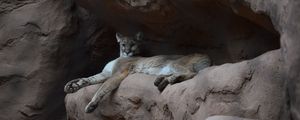 Preview wallpaper puma, cougar, funny, rock
