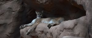 Preview wallpaper puma, cougar, funny, rock