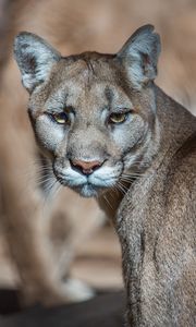Preview wallpaper puma, cougar, mountain lion, wild cat, predator, muzzle