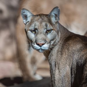 Preview wallpaper puma, cougar, mountain lion, wild cat, predator, muzzle