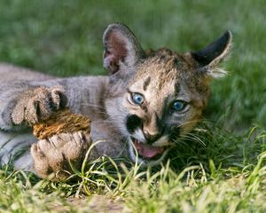 Preview wallpaper puma, cougar, mountain lion, big cat, cub