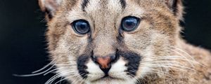 Preview wallpaper puma, cub, cute, glance, animal