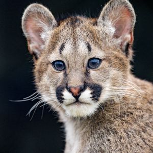 Preview wallpaper puma, cub, cute, glance, animal