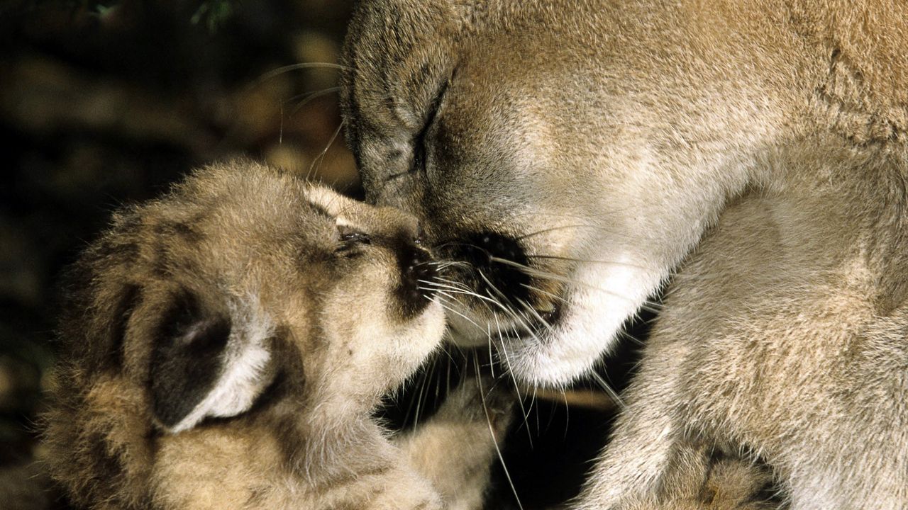 Wallpaper puma, cub, hug, caring