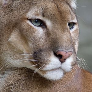 Preview wallpaper puma, eyes, predator