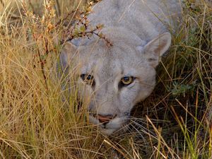 Preview wallpaper puma, grass, hide, look