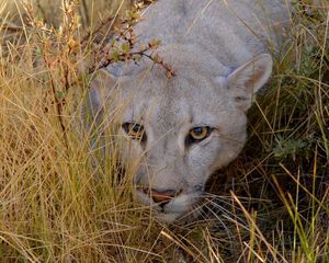 Preview wallpaper puma, grass, hide, look