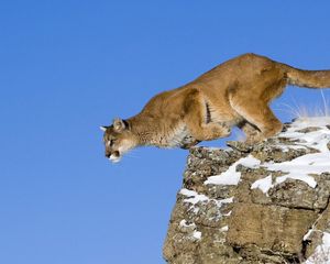 Preview wallpaper puma, jump, height, snow