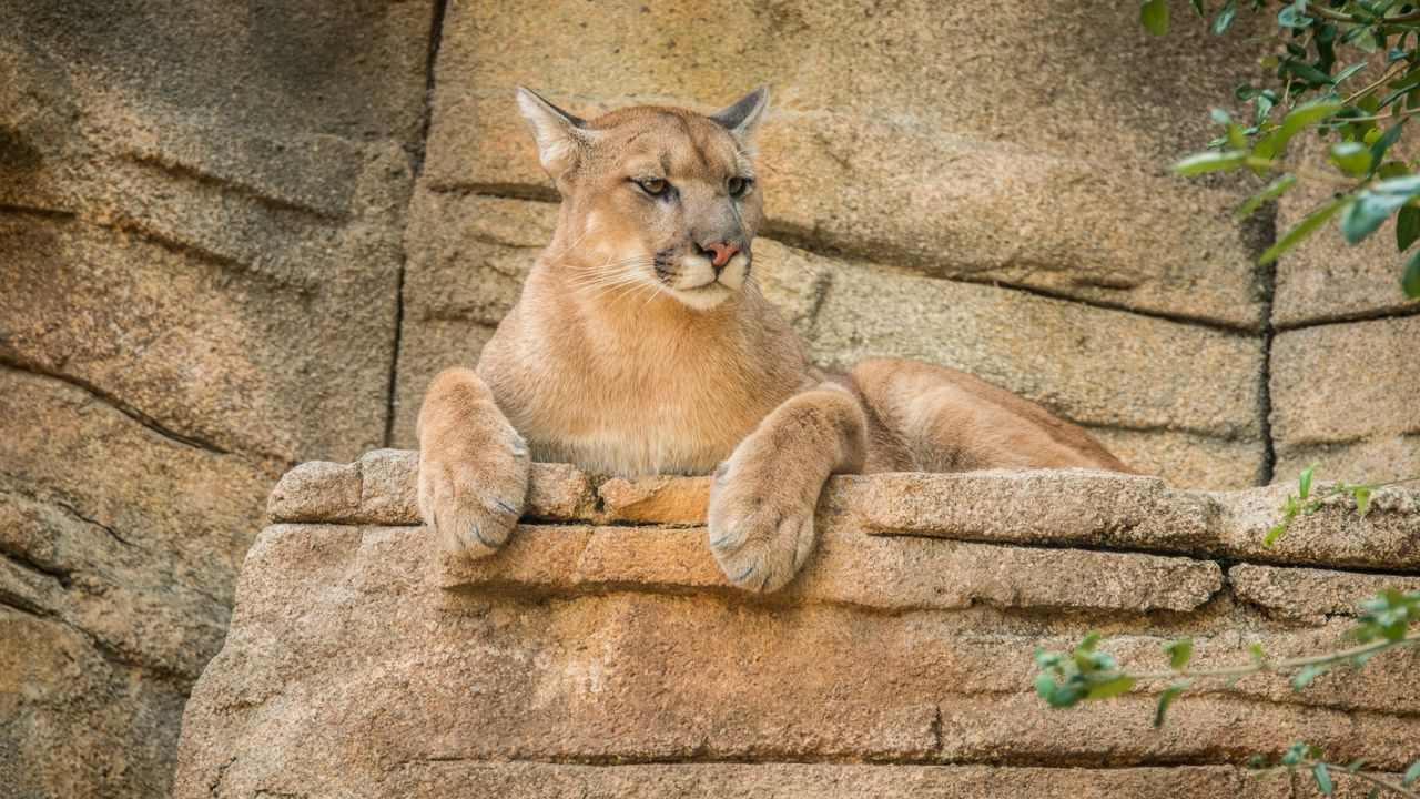 Wallpaper puma, mountain lion, cougar