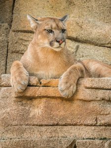 Preview wallpaper puma, mountain lion, cougar