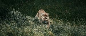 Preview wallpaper puma, predator, animal, big cat, wildlife