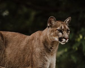 Preview wallpaper puma, predator, big cat, wildlife