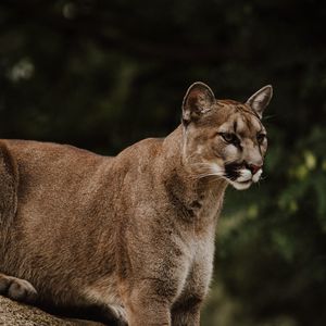 Preview wallpaper puma, predator, big cat, wildlife