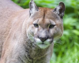 Preview wallpaper puma, predator, big cat, grass