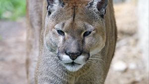 Preview wallpaper puma, predator, big cat, muzzle, grass