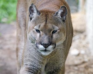 Preview wallpaper puma, predator, big cat, muzzle, grass