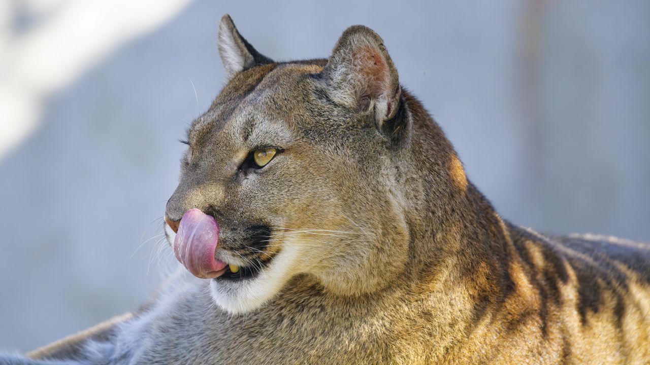 Wallpaper puma, protruding tongue, animal, predator, big cat