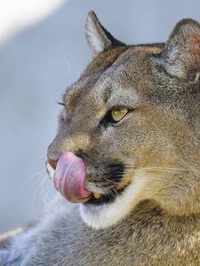 Preview wallpaper puma, protruding tongue, animal, predator, big cat