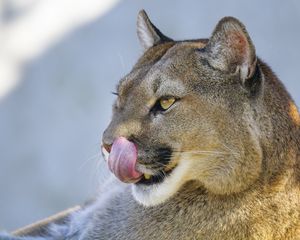 Preview wallpaper puma, protruding tongue, animal, predator, big cat