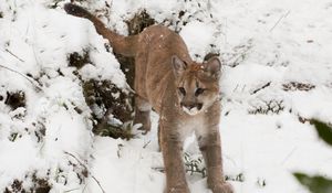 Preview wallpaper puma, snow, baby