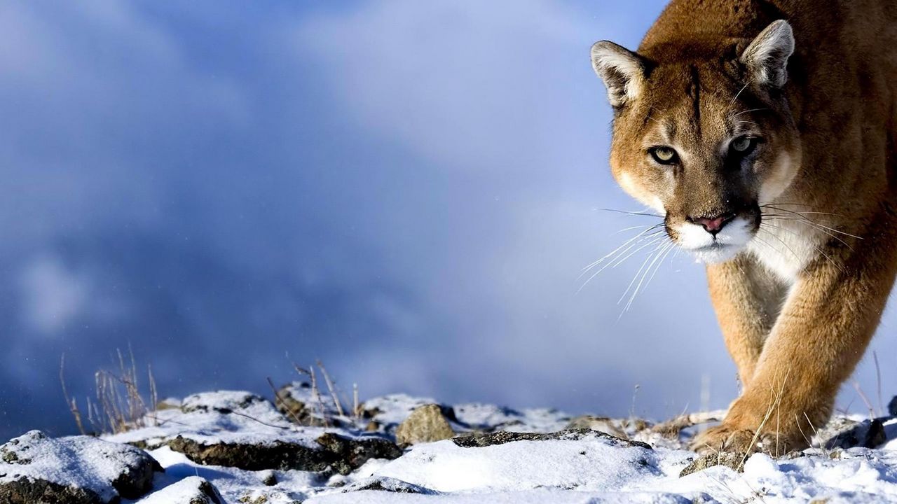 Wallpaper puma, snow, hunting, trick, big cat, predator