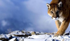 Preview wallpaper puma, snow, hunting, trick, big cat, predator