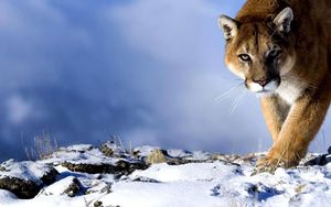Preview wallpaper puma, snow, hunting, trick, big cat, predator