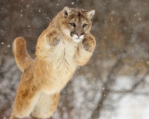 Preview wallpaper puma, snow, jump, winter