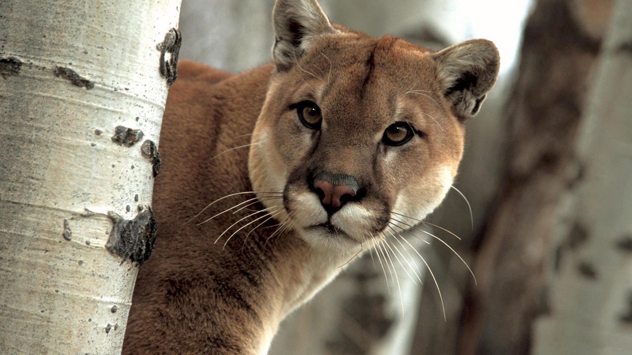 Wallpaper puma, trees, look out, muzzle hd, picture, image