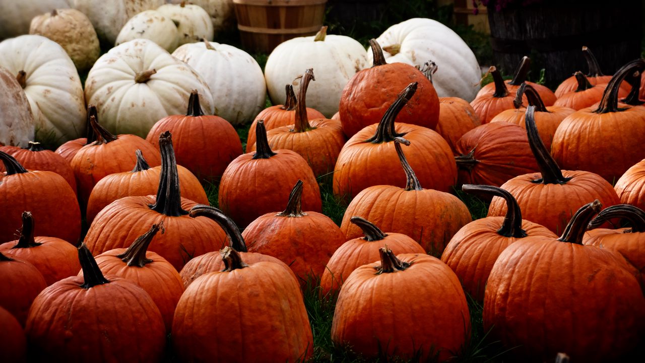 Wallpaper pumpkin, autumn, harvest