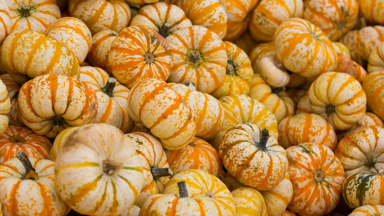 Wallpaper pumpkin, autumn, harvest, vegetable