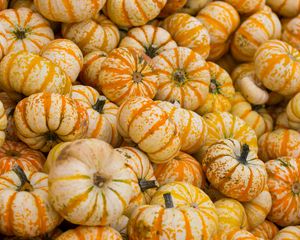 Preview wallpaper pumpkin, autumn, harvest, vegetable