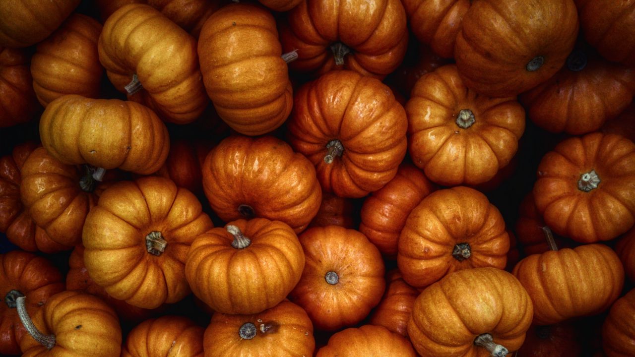 Wallpaper pumpkin, autumn, harvest, vegetables
