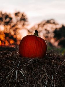 Preview wallpaper pumpkin, autumn, hay, blur