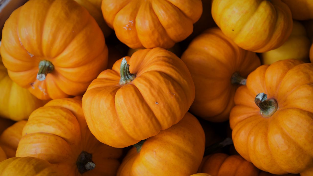 Wallpaper pumpkin, autumn, vegetable