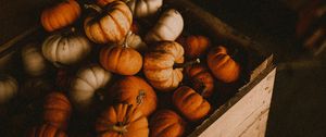 Preview wallpaper pumpkin, box, harvest, ripe