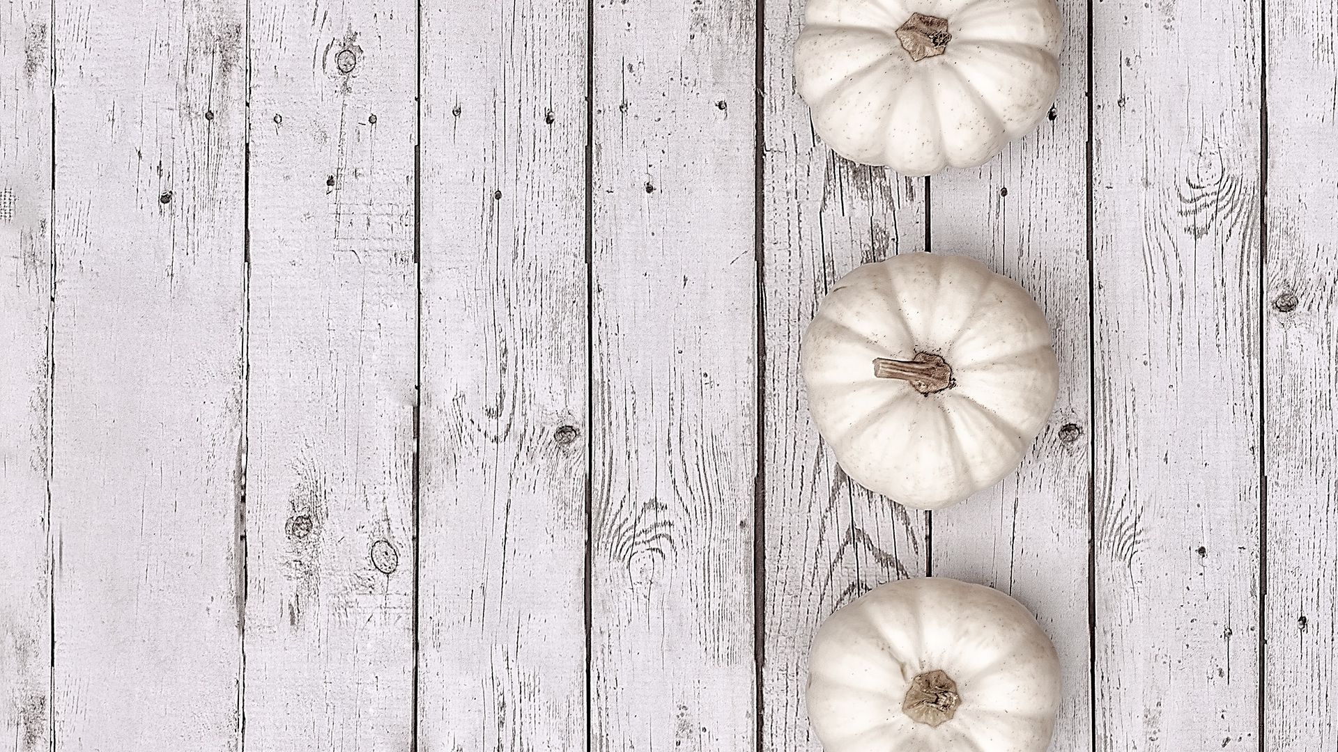 30 white pumpkins for classic fall decor  Home for the Harvest