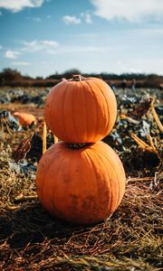 Preview wallpaper pumpkin, fruit, orange, harvest