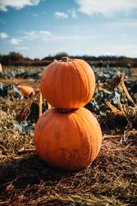 Preview wallpaper pumpkin, fruit, orange, harvest