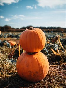 Preview wallpaper pumpkin, fruit, orange, harvest