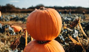 Preview wallpaper pumpkin, fruit, orange, harvest