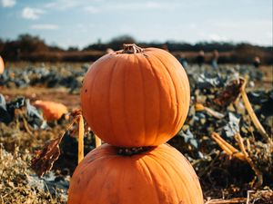 Preview wallpaper pumpkin, fruit, orange, harvest