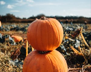 Preview wallpaper pumpkin, fruit, orange, harvest