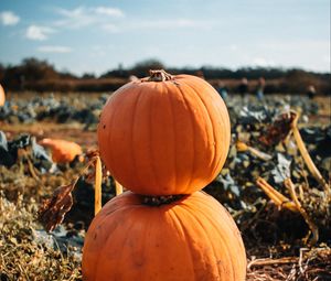 Preview wallpaper pumpkin, fruit, orange, harvest