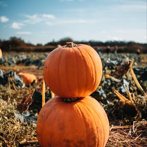 Preview wallpaper pumpkin, fruit, orange, harvest