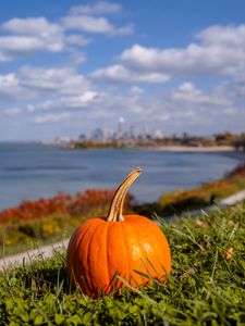 Preview wallpaper pumpkin, grass, sea, view